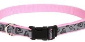 Dog Collar