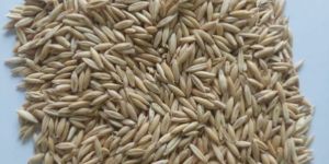 Oat Seeds