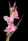 Gladiolus Flowers