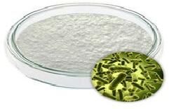 Bifidobacterium Bifidum