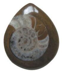 Ammonite Brown Stone