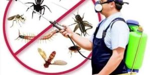 Spider Pest Control Services