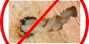 Wood Borer Control Services