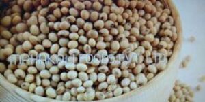 Soya Bean