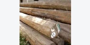 Teak Wood Logs