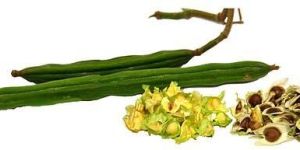 Moringa PKM1 Hybrid Seeds