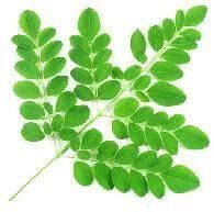 Moringa Oleifera Leaf Powder