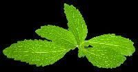 Stevia Leaf