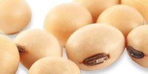Soybean