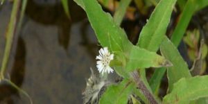 Bhringraj Liquid Extract Water Soluble for Cosmetics