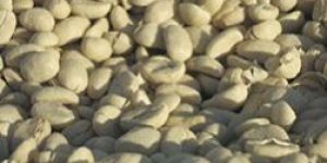 Organic Green Coffee Beans