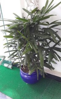 Rhapis Palm Lady Palm