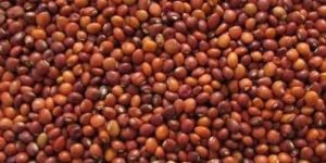 Ragi Seeds
