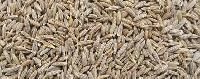Cumine Seed