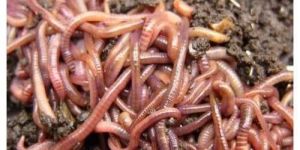 Organic Vermicompost