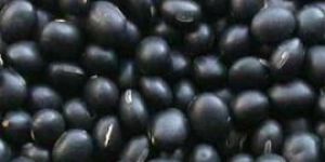 Black Matpe