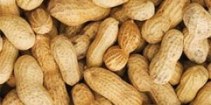 Peanut