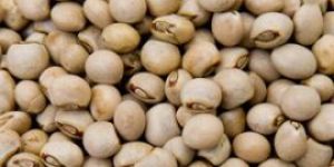 Pigeon Peas