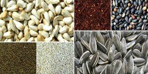 Oil Seeds