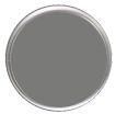 Grey Glue