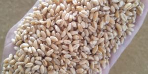 Organic Wheat