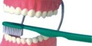 Dental Care Model
