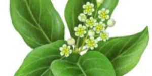 Camphor Oil