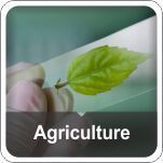 Cell Colony Analyser