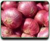 Onion