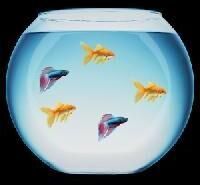 Artificial Fish Bowl