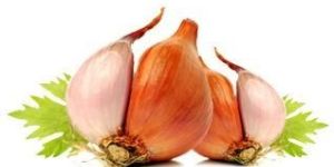 Shallot Onion