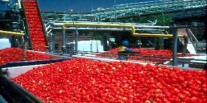 Tomato Sauce Making Machine