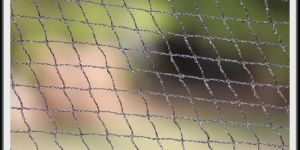 Anti Bird Knitted Net