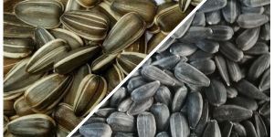 Sunflower Seed