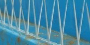 Plastic Bird Spike