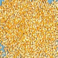 Maize Cattle Feed