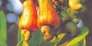 Cashew Apple
