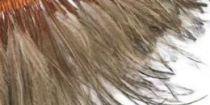 Emu Feather