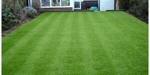 Artificial Grass