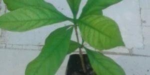 Sarpagandha Medicinal Plant