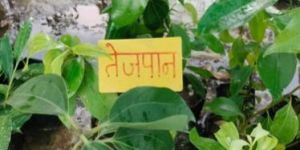 Tej Patta Plant