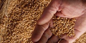 Bansi Wheat