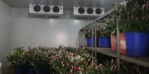 Flower Cold Storage Room