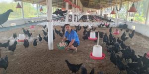 Kadaknath Chicken Egg