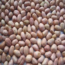 Peanut Ground Nut