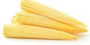 Organic Sweet Corn