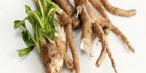 Chicory Roots