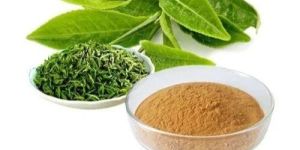 Green Tea Extract Powder