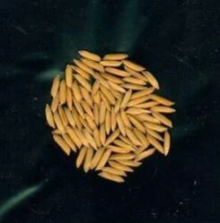 Rice Grain