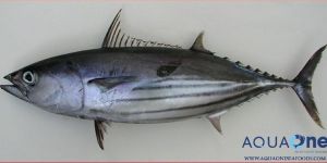 Skipjack Tuna Fish